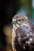 Shikra falcon photo