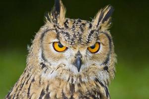 Indian Eagle Owl photo