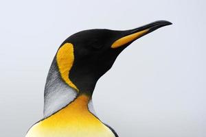 pingüino rey (aptenodytes patagonicus)