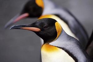 primer plano de pingüino rey