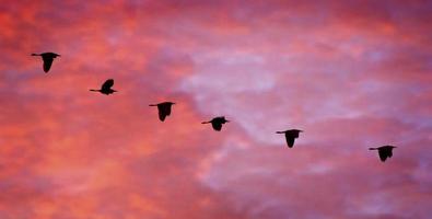 Egrets in Flight at Sunset