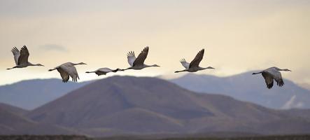 Flying cranes photo