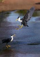 White-faced Herons fighting photo