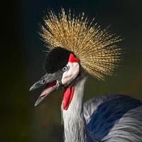 African Crowned Crane with open mouth
