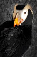 Tufted Puffin Portrait