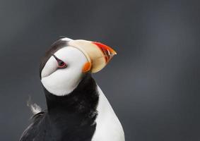 horned puffin posing photo