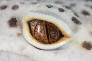 Gecko eye photo
