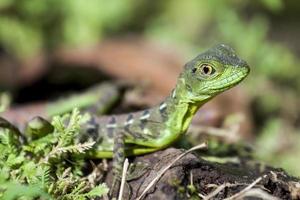 Green Gecko photo