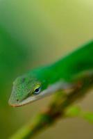 Gecko verde en una rama foto