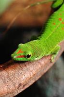 gecko del día de Madagascar foto
