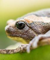 Amphibians living in Asia, Asian frogs and toads photo