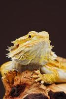 Yellow phase Central Bearded Dragon photo