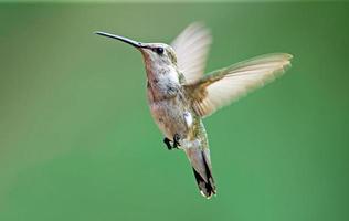 Black-chinned hummingbird photo