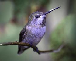 colibrí de anna foto