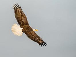 águila calva en vuelo