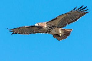 halcón de cola roja en vuelo foto