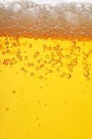 beer glass photo