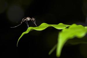 Mosquitoes photo