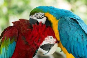 parrots photo