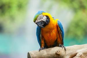 Parrots photo