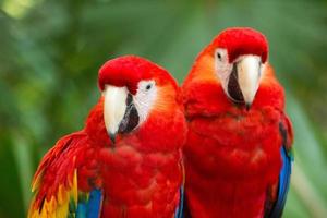 parrot bird photo