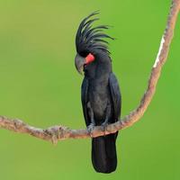 black palm cockatoo photo