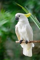 Sulphur-crested Cockatoo photo