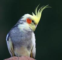 Close-up view of a Cockatiel photo