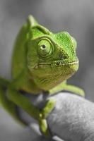 retrato de camaleón foto
