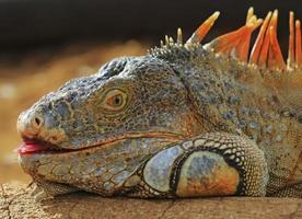 iguana verde se mueve en hábitat natural foto