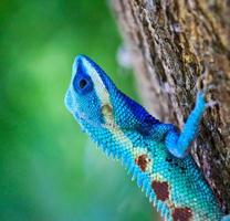 Iguana azul en rama de árbol foto