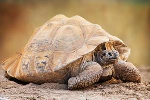 vista lateral de tortuga de galápagos foto
