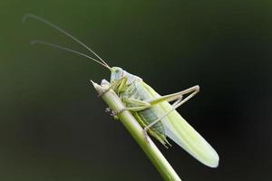 Great Green Bush-Cricket closeup photo