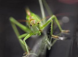 green locust photo