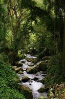 río de la selva foto