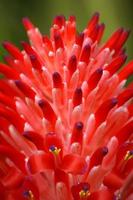 Close up of red pineapple flowers photo