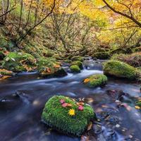 hermosa cascada en el bosque, paisaje de otoño