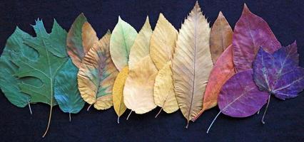 fila en hojas coloridas foto