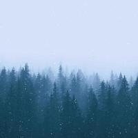 bosque de pinos de invierno con nieve foto
