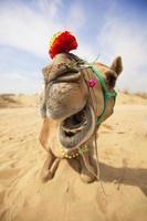 camello riendo foto