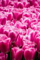 Hermosos tulipanes rosados en un jardín verde de Estambul foto