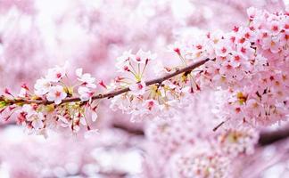 Hermosas flores de sakura en busan, corea del sur foto