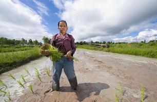 agricultor de arroz femenino en Tailandia foto