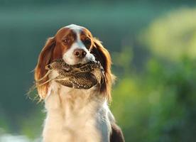 hunting dog holding in teeth snipe photo
