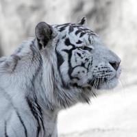 tigre blanco de bengala foto