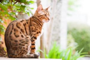 Bengal Cat sitting on Garden Table