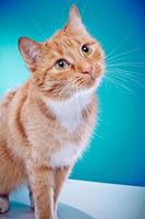 American Shorthair cat photo