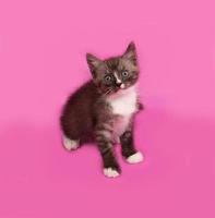 Siberian fluffy tabby kitten sitting on pink photo