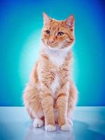 Portrait of a purebred cat photo