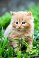beautiful ginger kitten photo